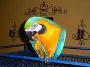 talking blue and gold macaws for adoption