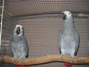 Hand fed african grey parrots